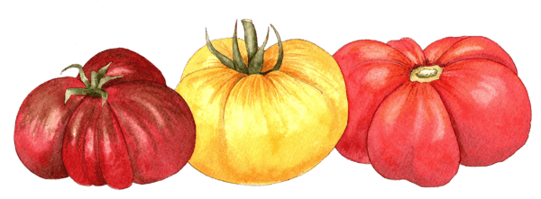 heirloom beefsteak tomatoes - Illustration by Helen Krayenhoff