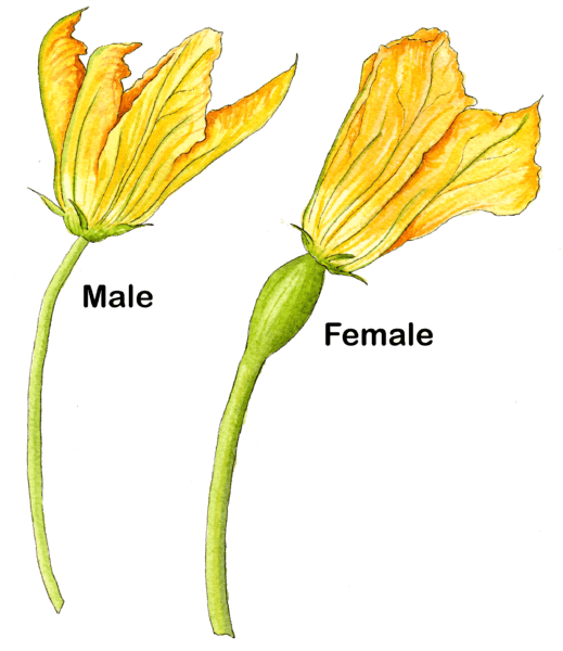 squash flowers, male and female - Illustration by Helen Krayenhoff