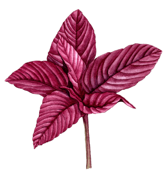 amaranth Red Leaf - Illustration by Helen Krayenhoff