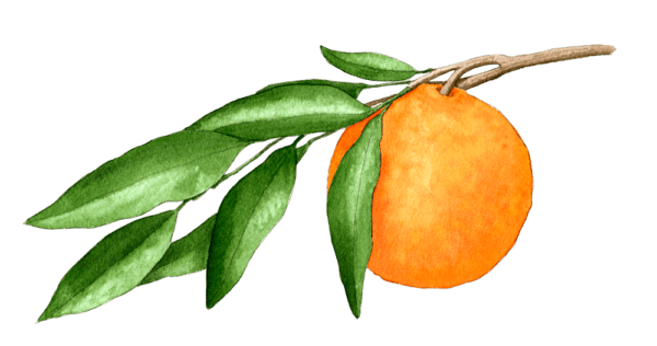 orange branch - Illustration by Helen Krayenhoff