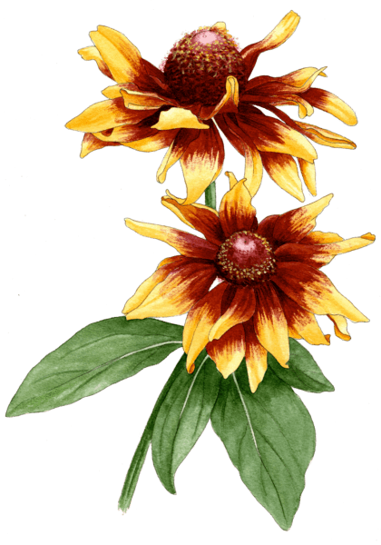 rudbeckia hirta ‘Sonora’ - Illustration by Helen Krayenhoff