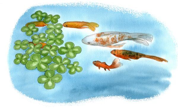 Fish Pond - Illustration by Helen Krayenhoff