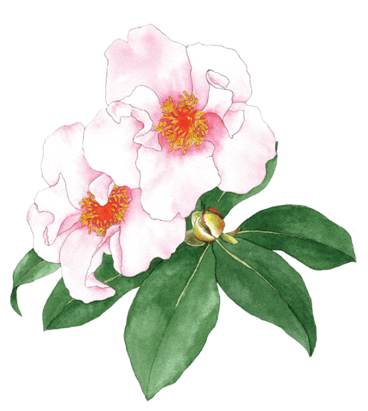 Camellia reticulata - illustration by Helen Krayenhoff