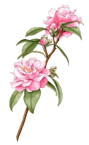 camellia pink - illustration by Helen Krayenhoff