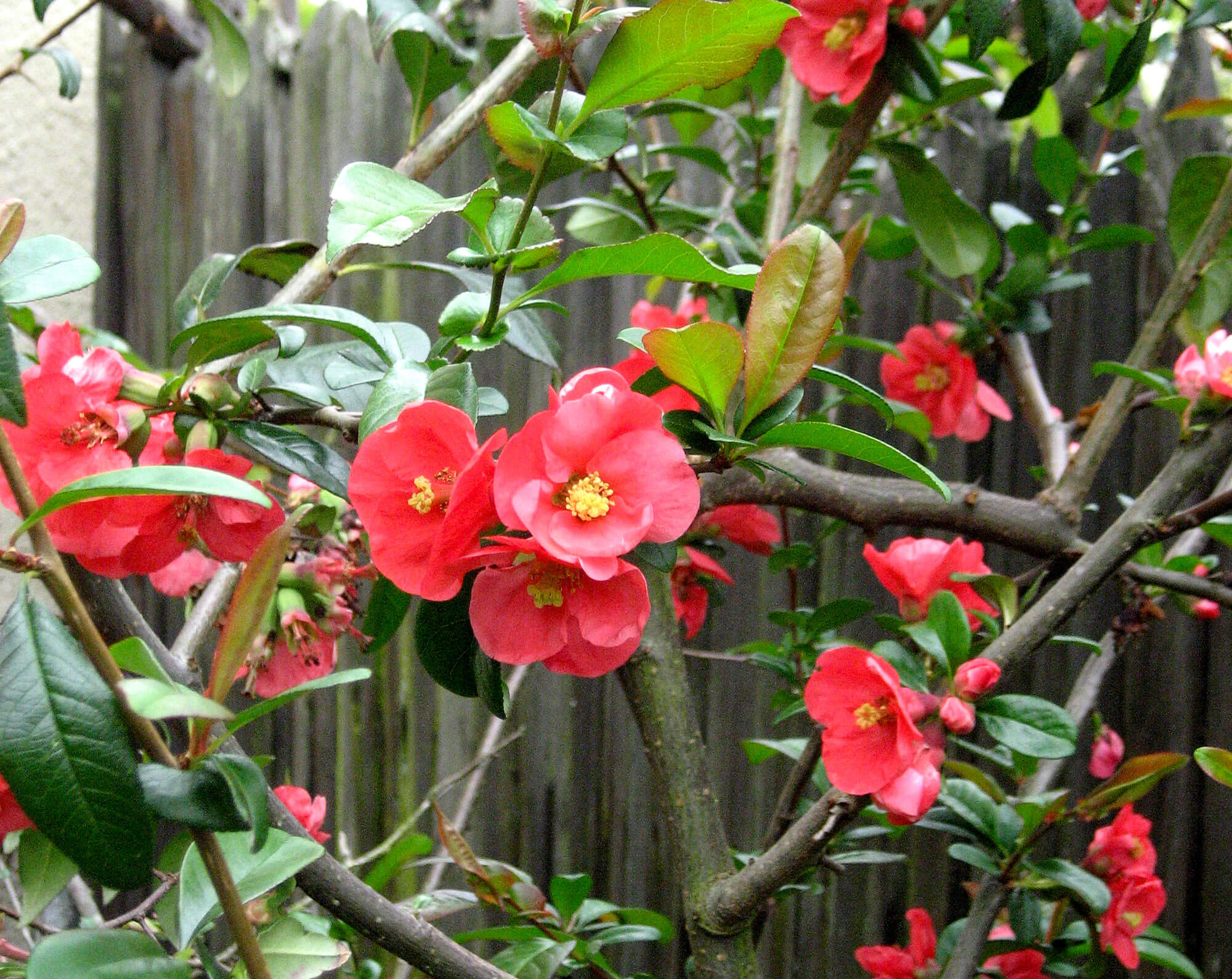 Flowering quince - Photo by Helen Krayenhoff