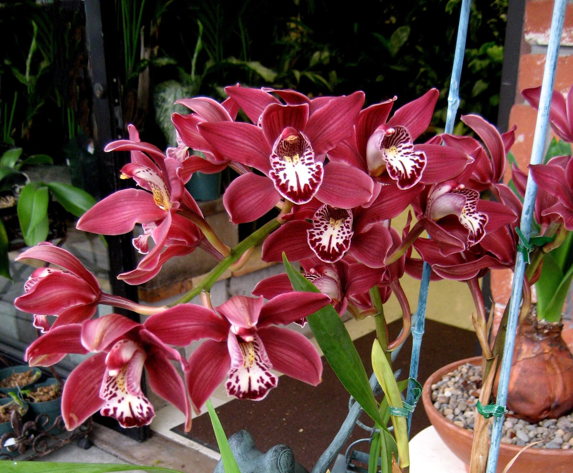 cymbidium orchid - Photo by Helen Krayenhoff