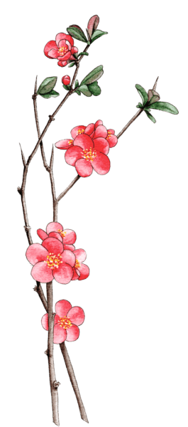 japanese quince - Illustrated by Helen Krayenhoff