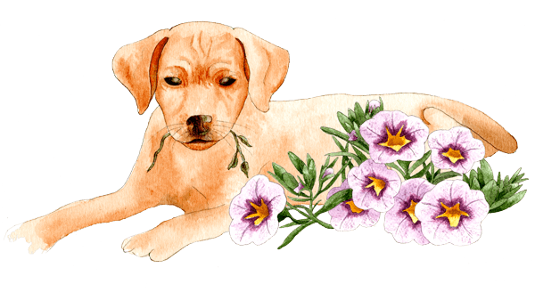 Dog - Illustration by Helen Krayenhoff