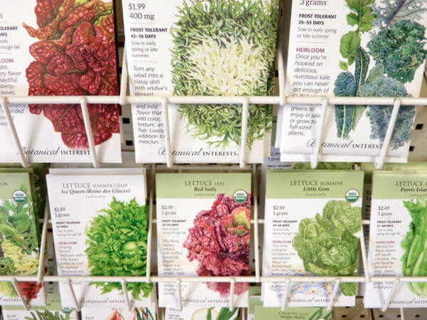 greens seeds - photo by Helen Krayenhoff