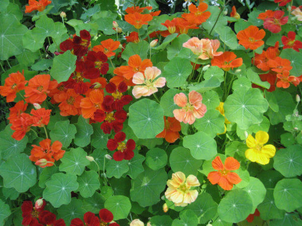 nasturtiums - photo by Helen Krayenhoff