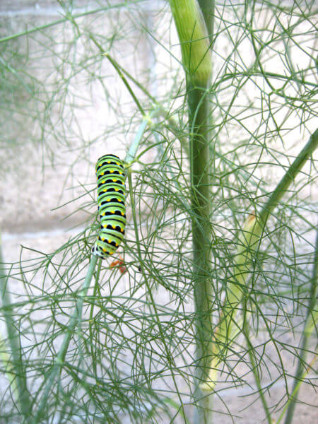 caterpillar - Photo by Helen Krayenhoff