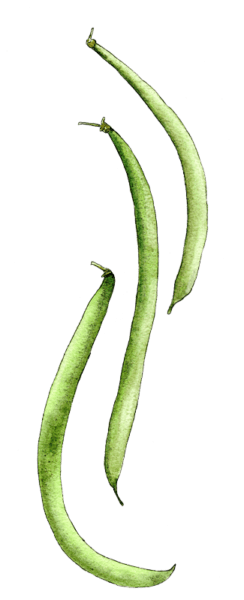 green beans - illustration by Helen Krayenhoff