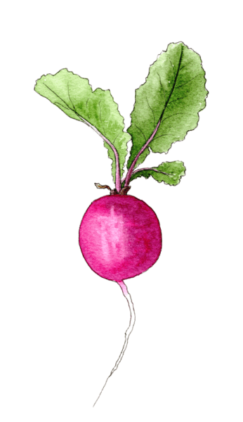 radish - illustration by Helen Krayenhoff