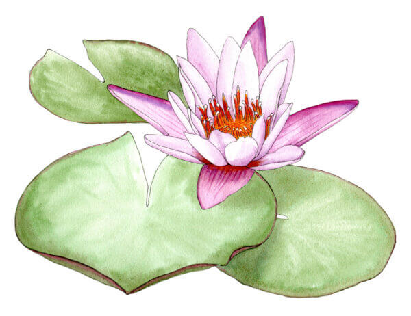 water lily - illustration by Helen Krayenhoff
