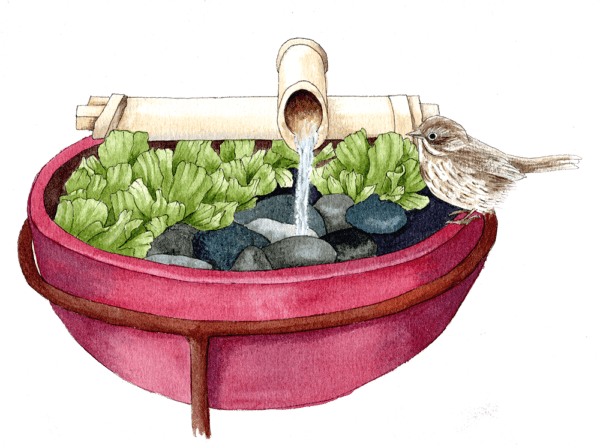 fountain - Illustration by Helen Krayenhoff