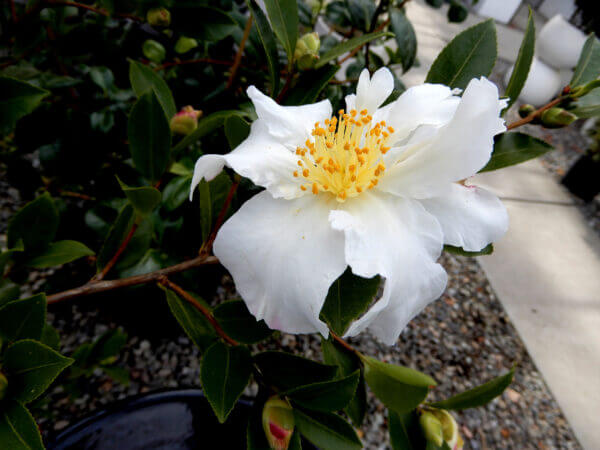 camellia - photo by Helen Krayenhoff