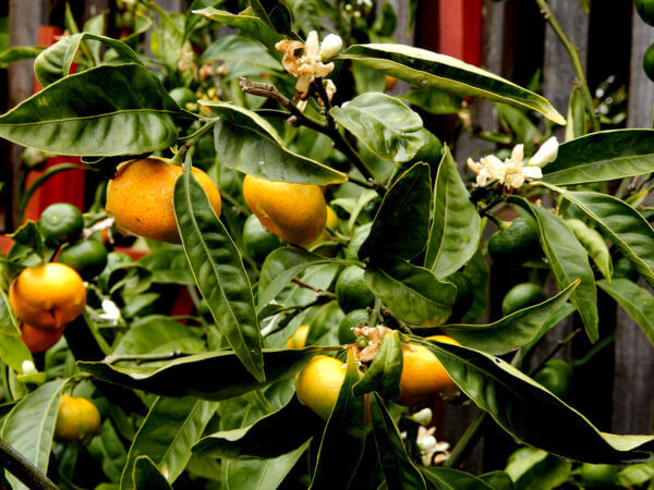 citrus - photo by Helen Krayenhoff