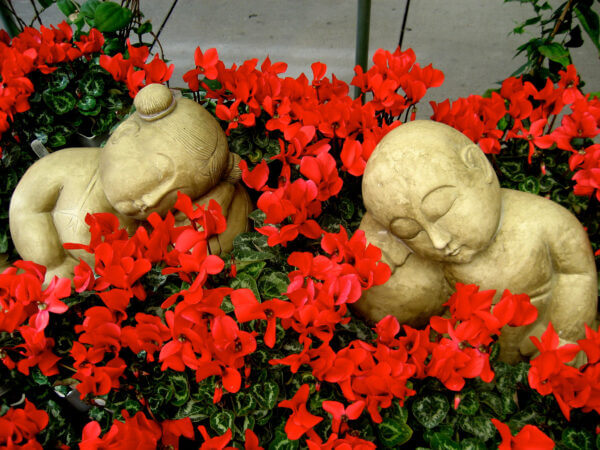 cyclamen + sleeping statuary - photo by Helen Krayenhoff