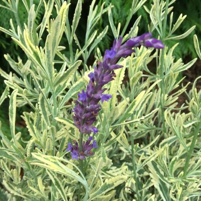 Lavandula x allardii 'Meerlo'