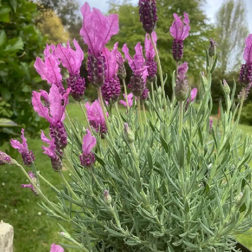 Lavandula stoechas 'The Princess'