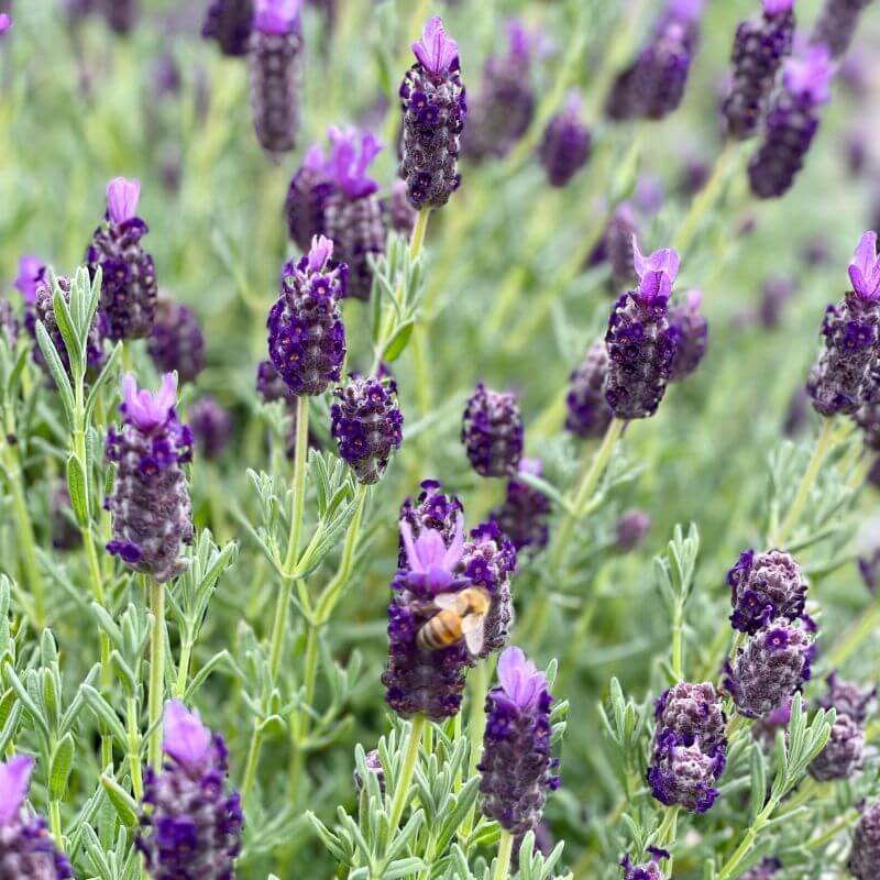 Lavandula stoechas 'Winter Bee'