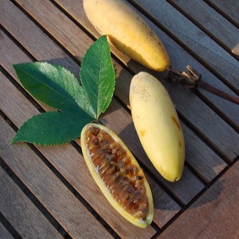 passiflora mollissima ava